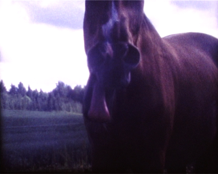 Thumbnail image of video artwork Ikiaikainen tervehdys,
    featuring a horse with its tongue out, close to the camera.