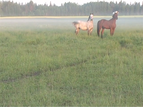 Thumbnail image of video artwork Pakeneva idea,
    featuring two horses on a misty field