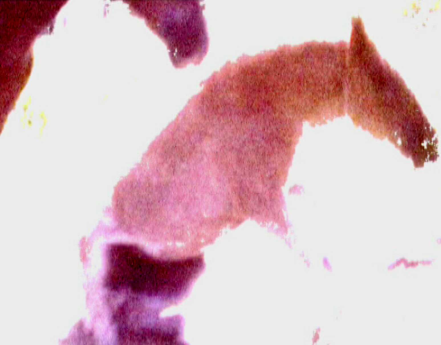 Thumbnail image of video artwork Toiminta,
    featuring a horse getting up from the ground