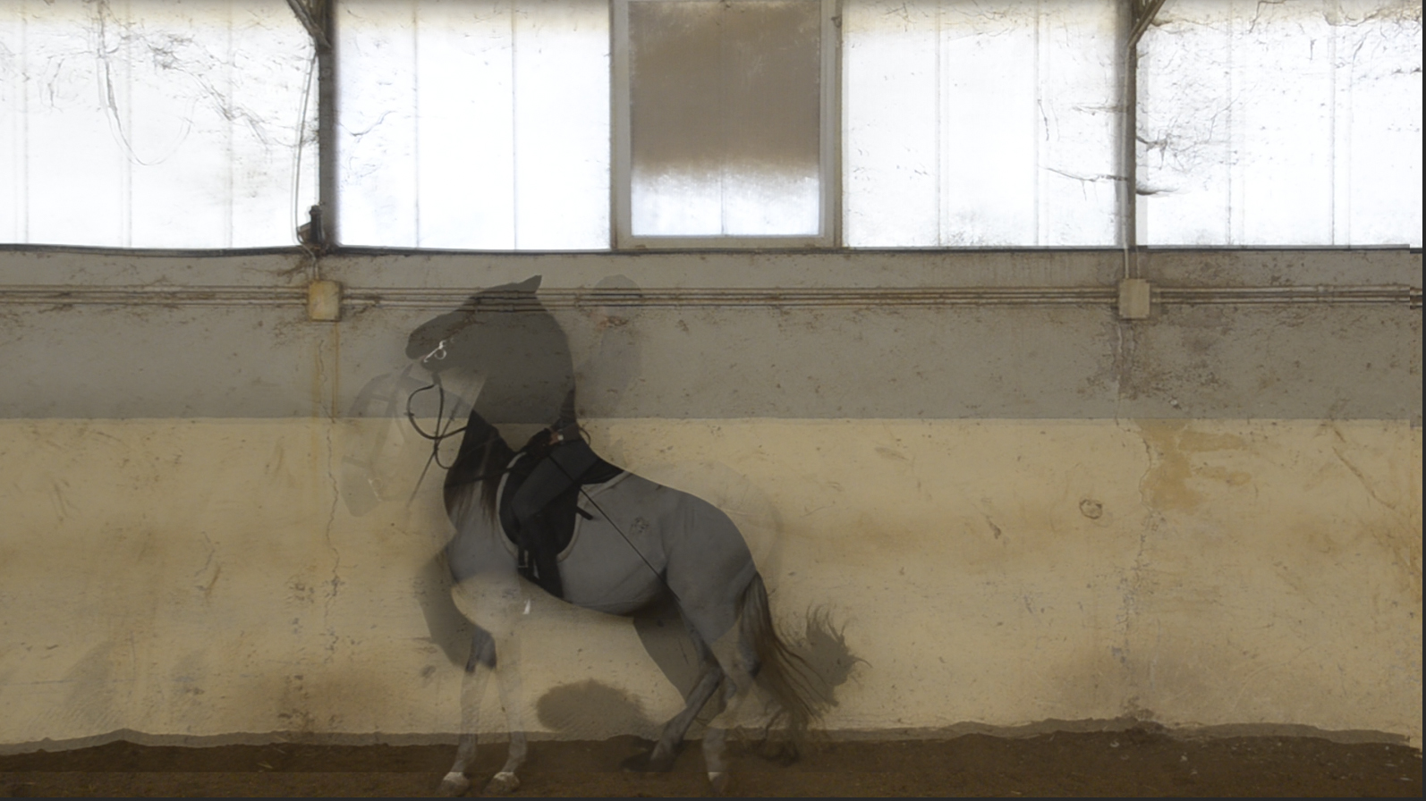 Thumbnail image of video artwork Varjo, featuring two horses superimposed onto eachother